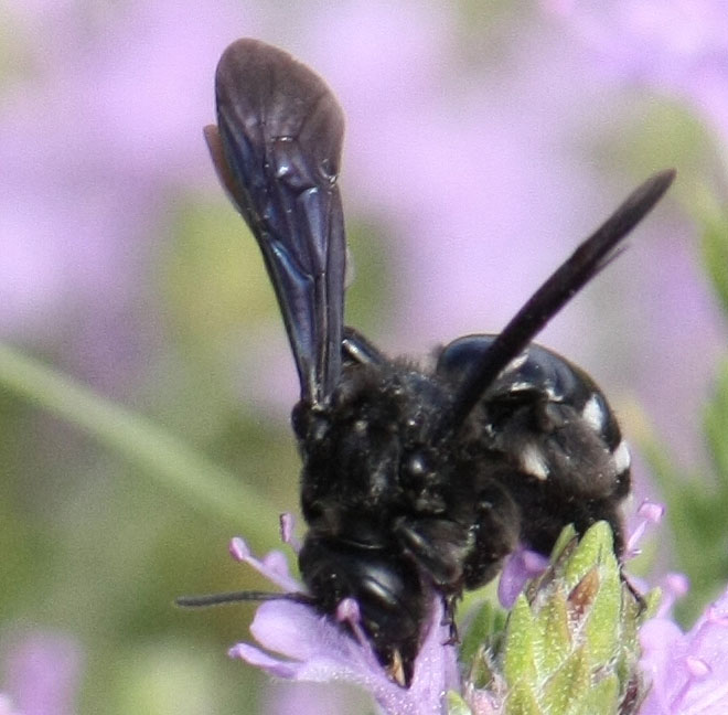 Andrena cfr asperrima